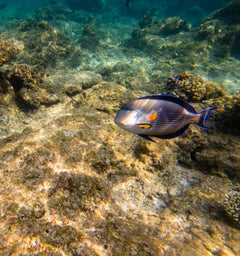 Sohal Tang Red Sea - Medium