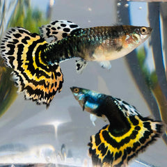Guppy Yellow Mosaic