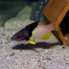 Coral Hogfish - Medium