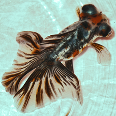 Calico Telescope Goldfish