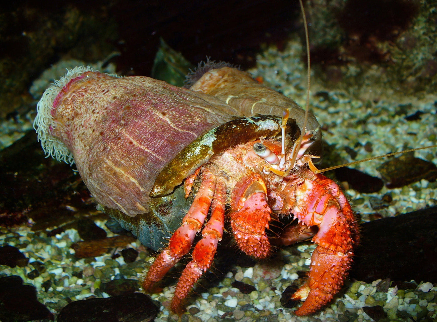Mexican Red Leg Hermit Crab - Small