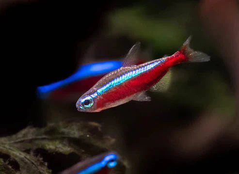Cardinal Tetra - Large