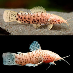 Albino Marble Hoplo Catfish