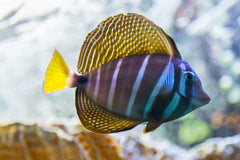 Sailfin Tang - Medium