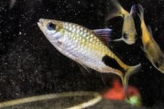 Rohan's Tear-Spot Barb