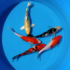 Assorted Koi 3-4"