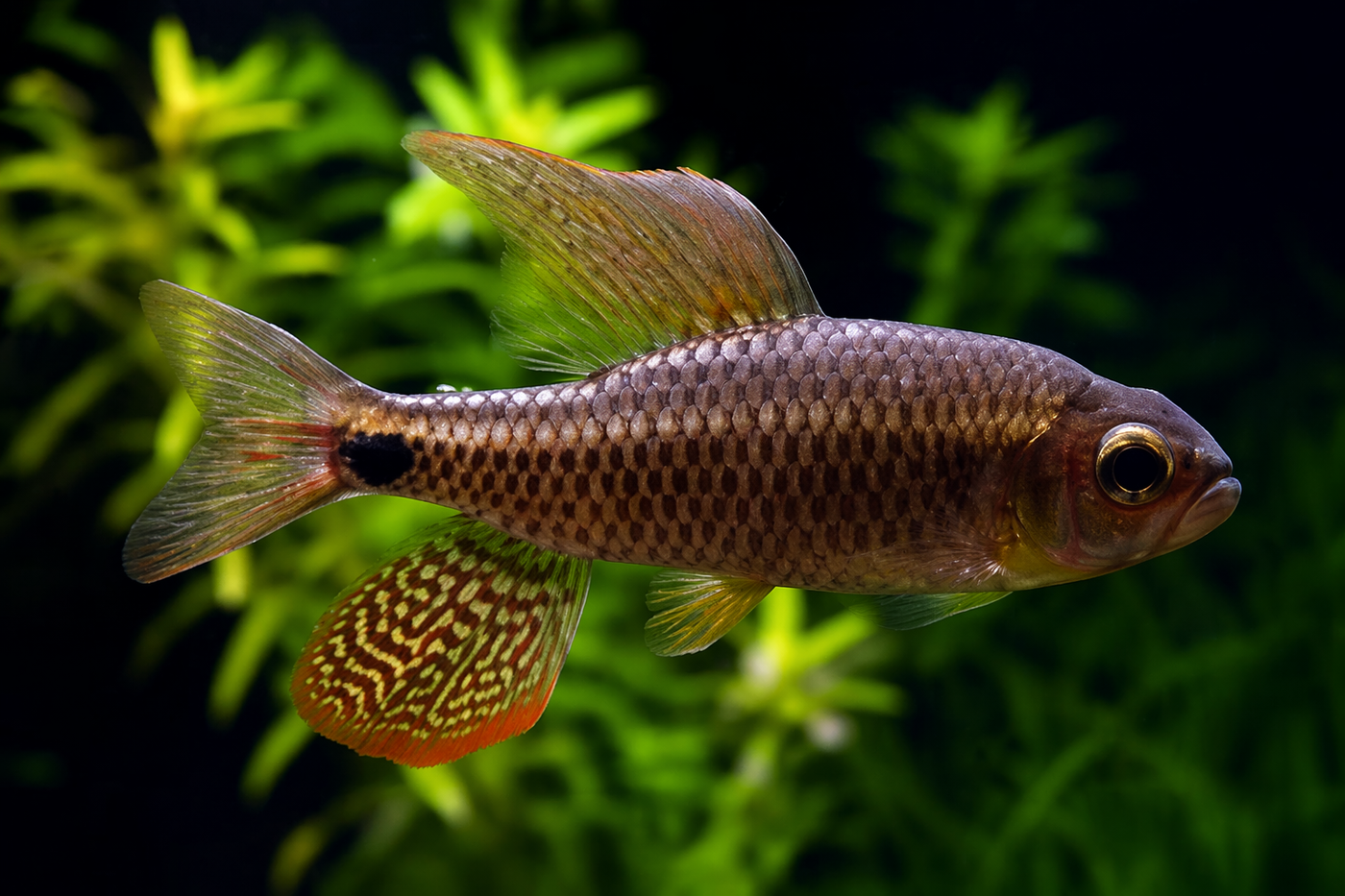 Sailfin Tetra