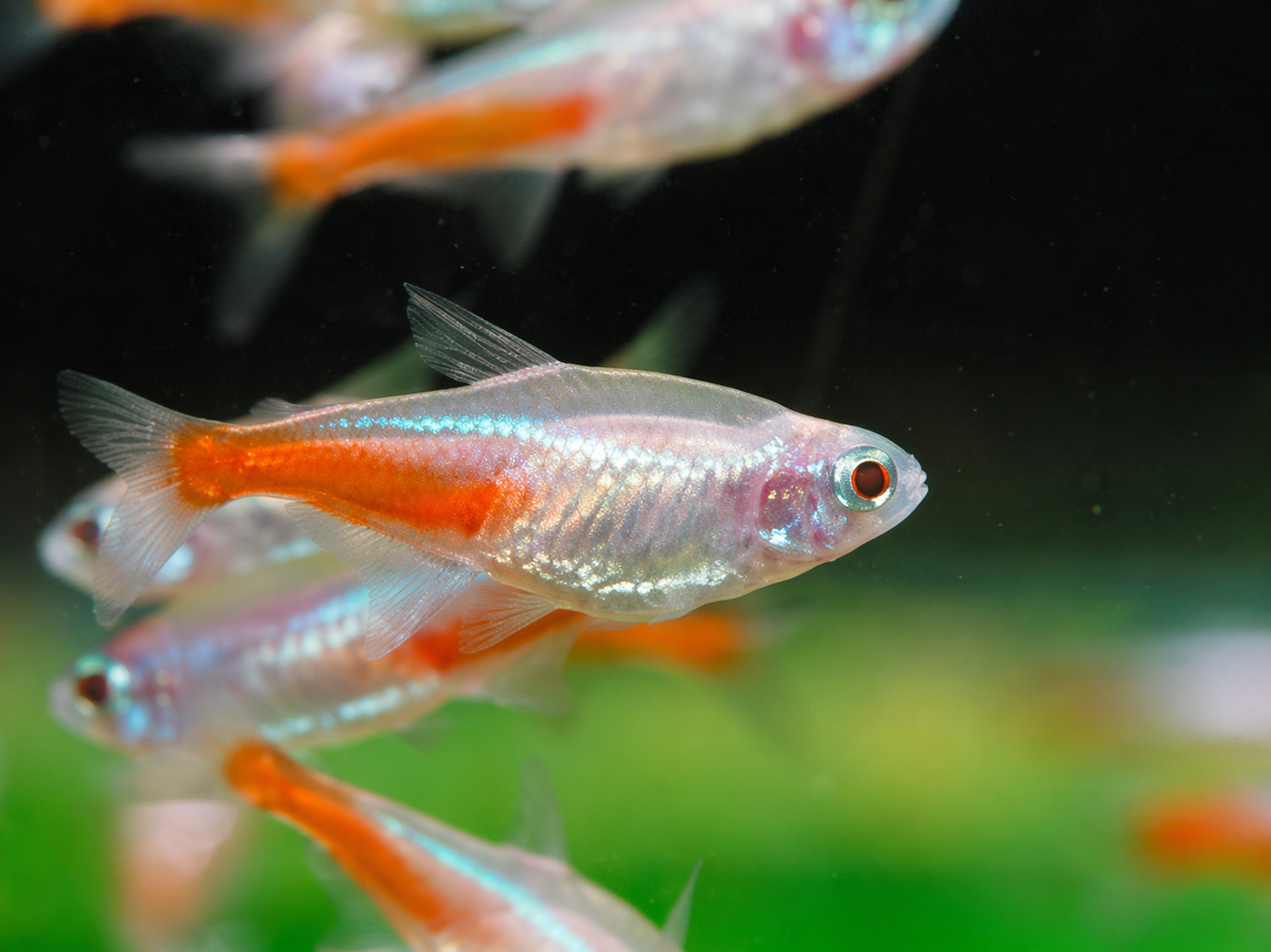 White Neon Tetra