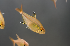 Feather Fin Tetra
