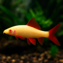 Golden Shark
