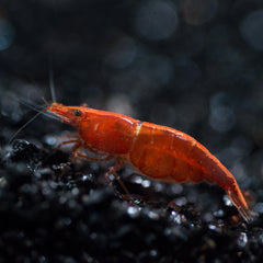 Nano Shrimp Colony Bundle
