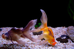 Chocolate Pom Pom Oranda Goldfish