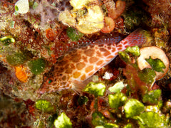 Spotted Hawkfish Atlantic - Medium