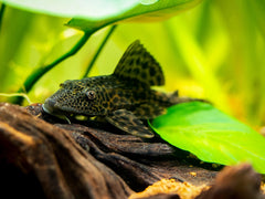 Colombian Spotted Pleco L165