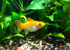 Tangerine Lyretail Molly