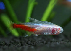 White Neon Tetra