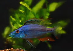 Haplochromis Compressiceps