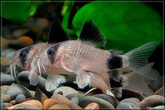Panda Corydorus
