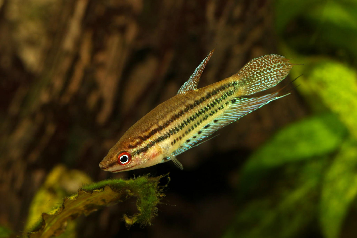 Croaking Gourami