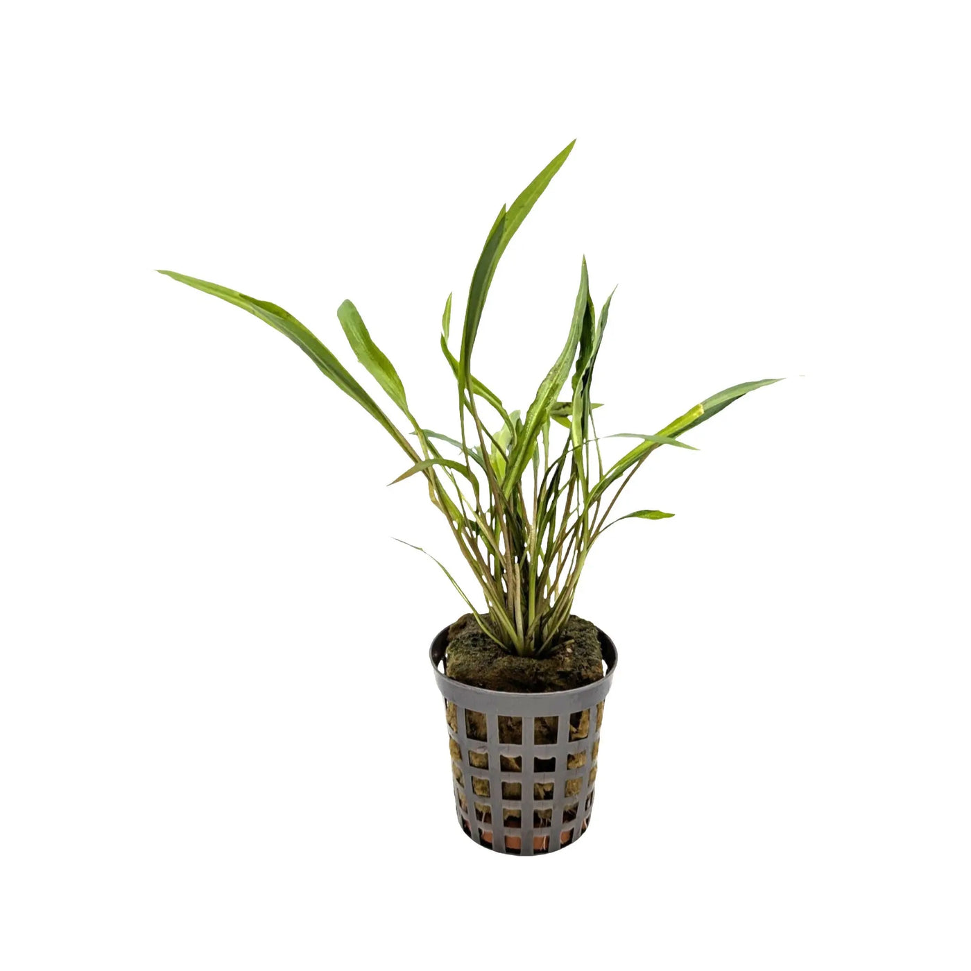 Cryptocoryne Petchii