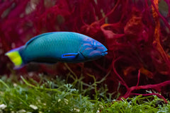 Lunare Wrasse Indonesia - Medium