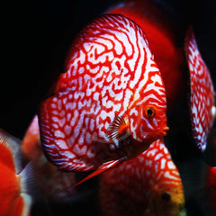 Red Dragon Discus - 3.5"