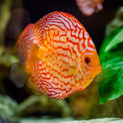 Red Eagle Turquoise Discus
