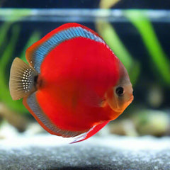 Red Rose Discus