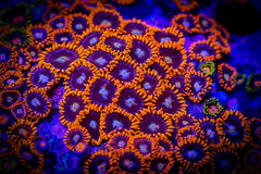 Fire & Ice Zoanthid Polyp - Frag