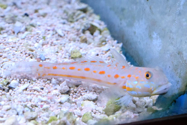 Six Spot Sleeper Goby - Medium