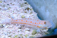 Six Spot Sleeper Goby - Medium