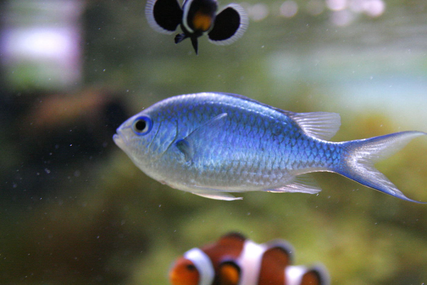 Scissortail Chromis - Medium