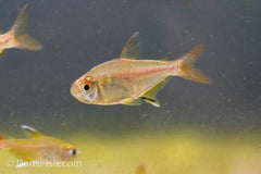 Feather Fin Tetra