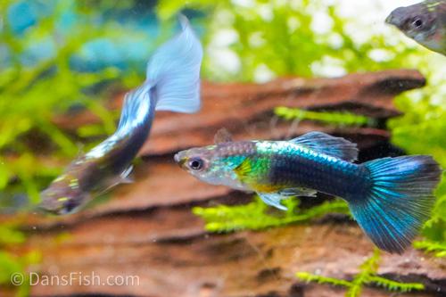 Guppy Female Neon Blue