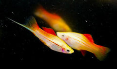 Pineapple Candy Swordtail