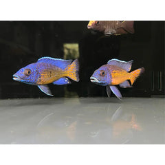 Ngara Peacock Cichlid
