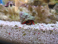 Mexican Red Leg Hermit Crab - Small