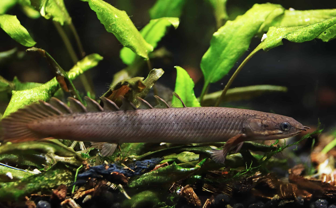 Dinosaur Senegalus Polypterus Tank Raised