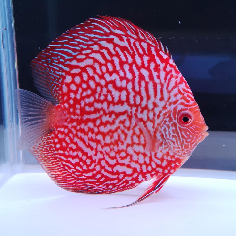 Red Spider Discus