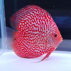 Red Spider Discus