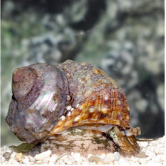 Mexican Turbo Snail - Medium