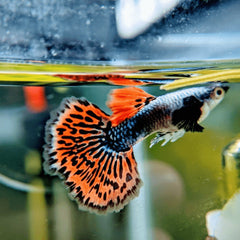Guppy - Try Colour Elephant Ear Half Moon