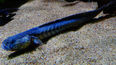 Dragon Fish Goby