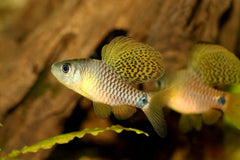 Drapefin Barb