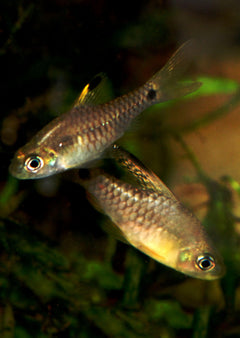 Drapefin Barb