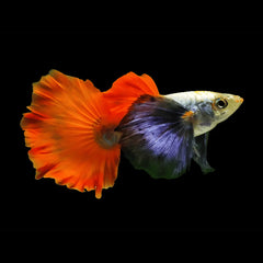 Santa Claus Dumbo Guppy Male