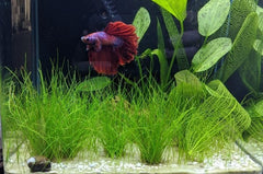 Eleocharis Vivipara