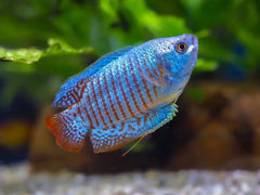 Dwarf Gourami Male