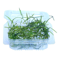 Anacharis Najas Plant Bunched