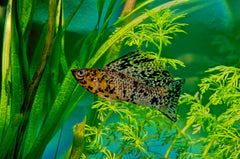 Yucatan Molly